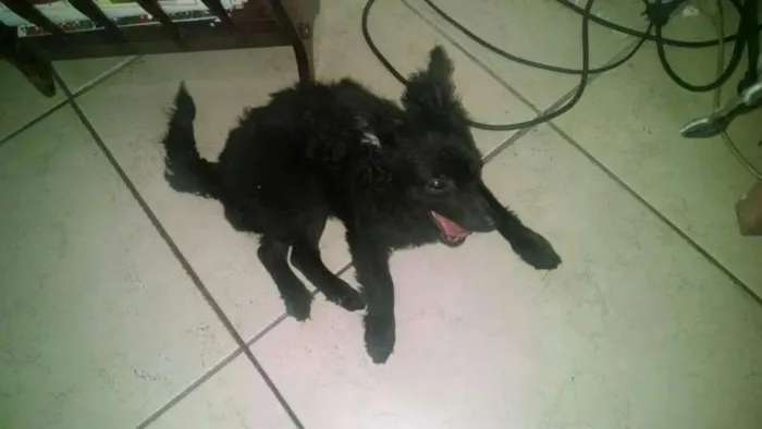 Cachorro raça Indefinida  idade 2 anos nome Babi