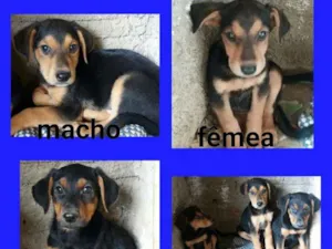 Cachorro raça  idade 2 a 6 meses nome AMORA,FERDINANDO ...