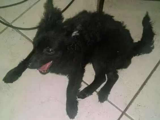 Cachorro raça Indefinida  idade 2 anos nome Babi