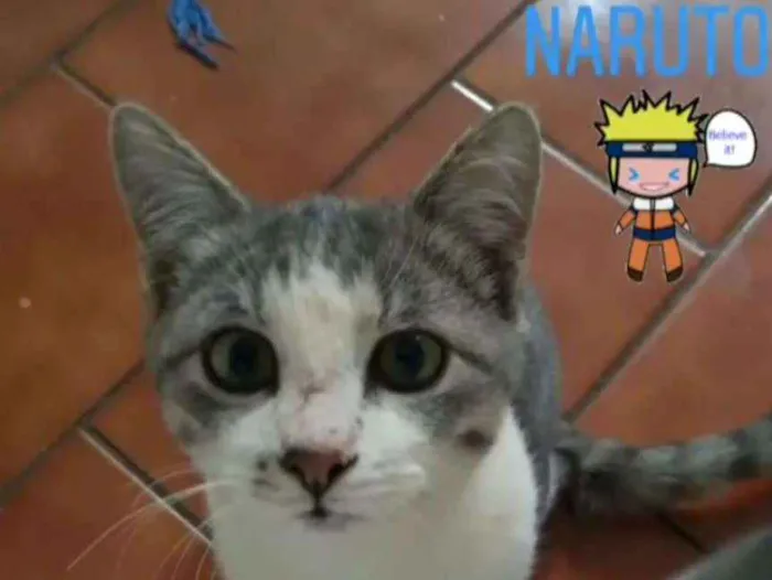 Gato ra a SRD idade 1 ano nome NARUTO