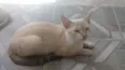 Estrela
