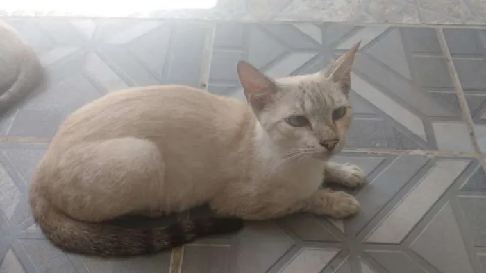 Gato ra a Siamês   idade 1 ano nome Estrela