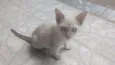 Pequena Estrela
