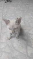 Pequena Estrela