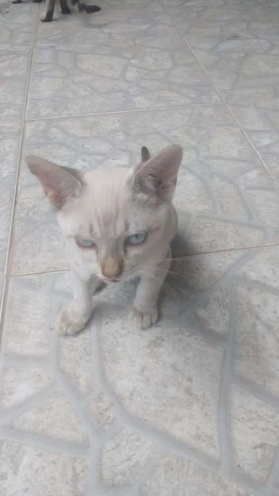 Gato ra a Siamês   idade 2 a 6 meses nome Pequena Estrela