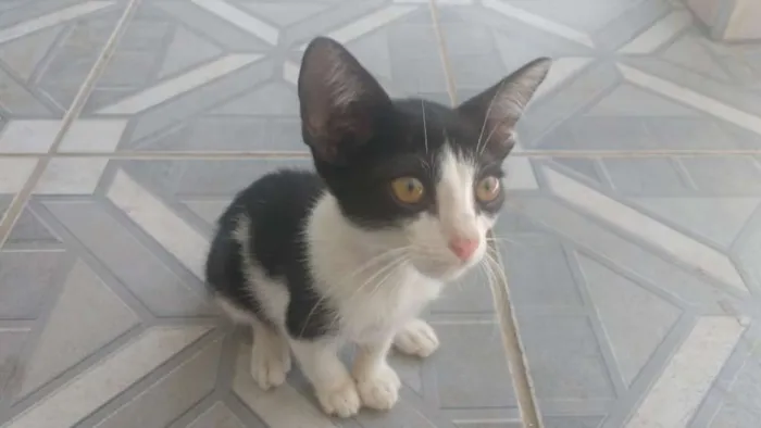 Gato ra a Branco misto idade 2 a 6 meses nome Zebra
