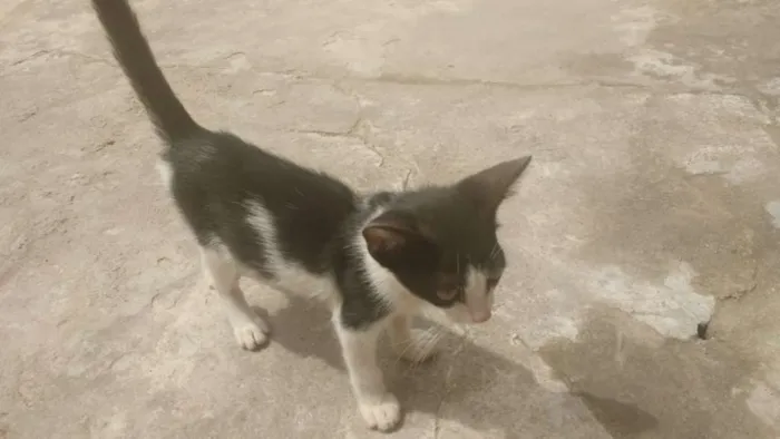 Gato ra a Branco misto idade 2 a 6 meses nome Zebra