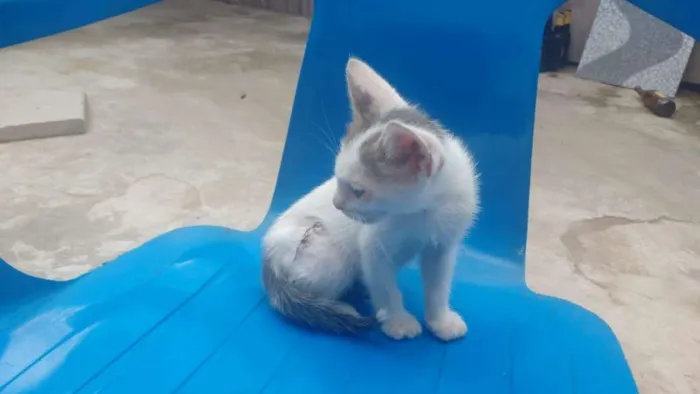Gato ra a Branco misto idade 2 a 6 meses nome Um pequeno grande ga
