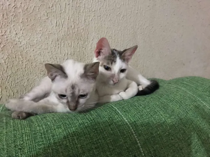 Gato ra a Siamês   idade 2 a 6 meses nome irmãs