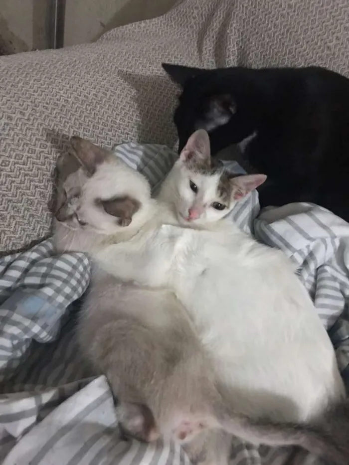 Gato ra a Siamês   idade 2 a 6 meses nome irmãs