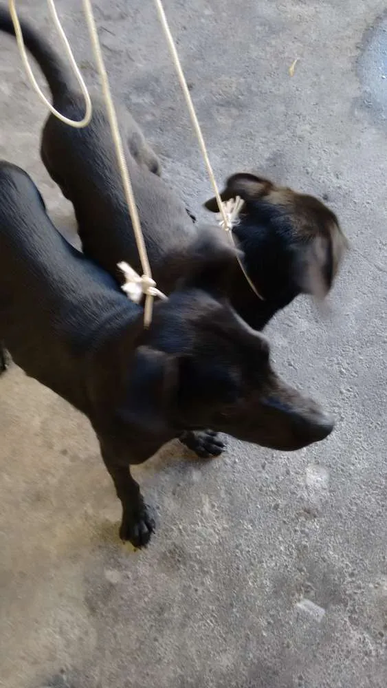 Cachorro ra a Não sei idade 2 a 6 meses nome Não tem