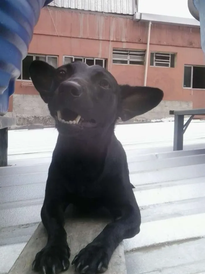 Cachorro ra a Sem Raça idade 4 anos nome Max