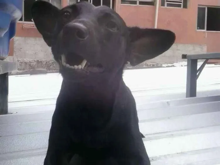 Cachorro ra a Sem Raça idade 4 anos nome Max