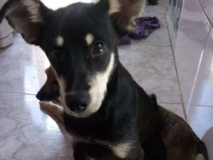 Cachorro raça Vira lata idade 1 ano nome Bolinha