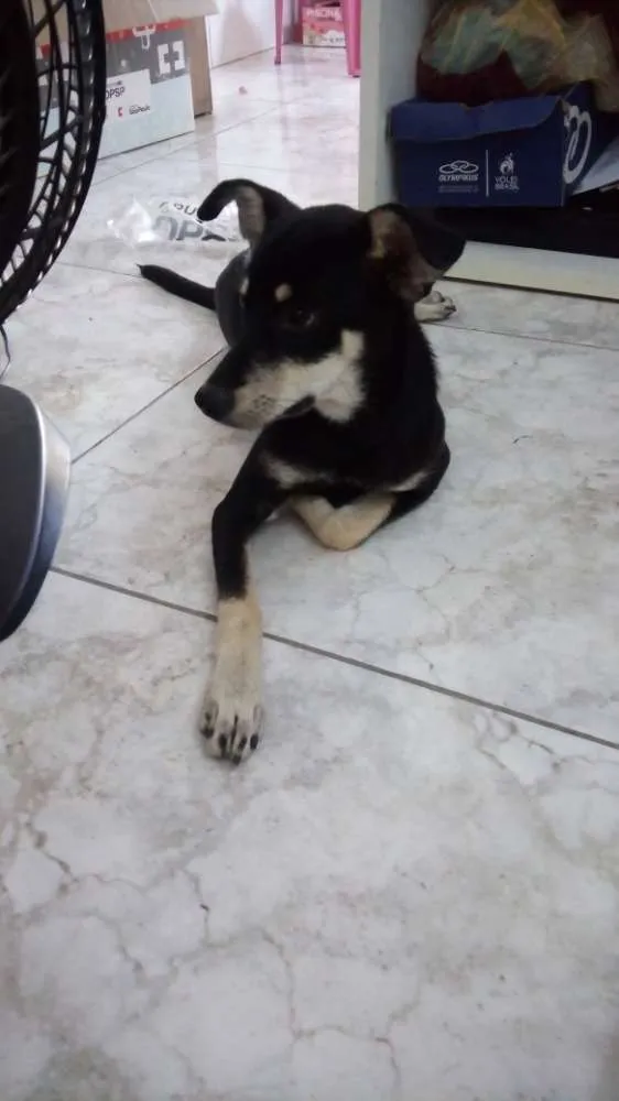Cachorro raça Vira lata idade 1 ano nome Bolinha