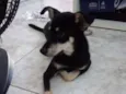 Bolinha