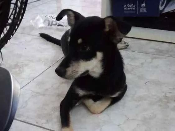 Cachorro raça Vira lata idade 1 ano nome Bolinha