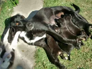 Cachorro raça Caiçara Terrier idade 2 a 6 meses nome Caiçaras Terriers