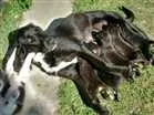 Cachorro raça Caiçara Terrier idade 2 a 6 meses nome Caiçaras Terriers