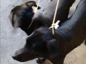 Cachorro raça Não sei idade 2 a 6 meses nome Não tem