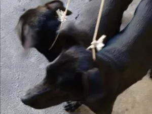 Cachorro raça Não sei idade 2 a 6 meses nome Não tem
