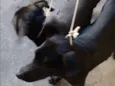 Não tem