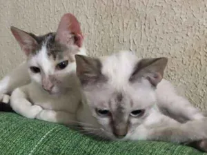 Gato raça Siamês   idade 2 a 6 meses nome irmãs