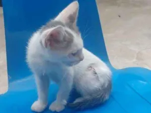 Gato raça Branco misto idade 2 a 6 meses nome Um pequeno grande ga