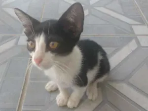 Gato raça Branco misto idade 2 a 6 meses nome Zebra