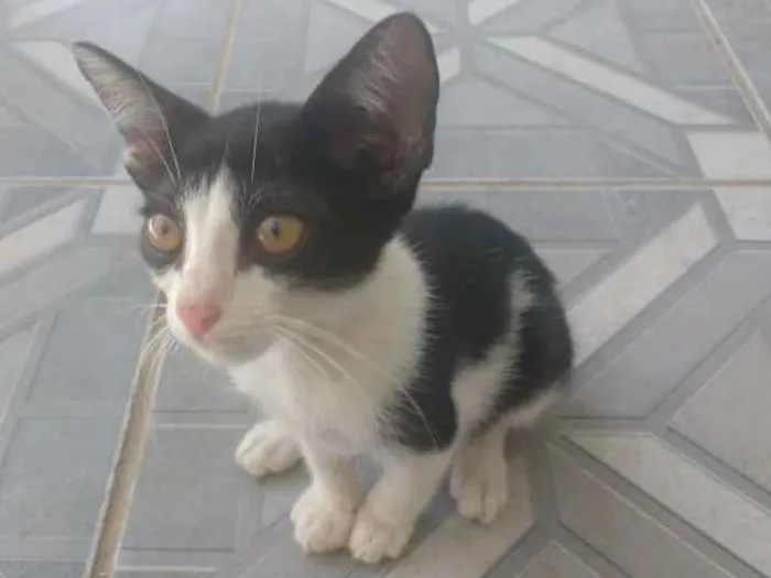 Gato ra a Branco misto idade 2 a 6 meses nome Zebra