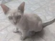 Pequena Estrela