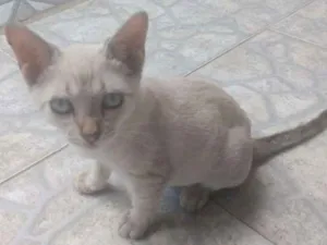 Gato raça Siamês   idade 2 a 6 meses nome Pequena Estrela