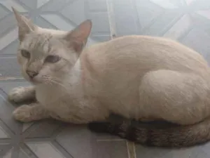 Gato raça Siamês   idade 1 ano nome Estrela