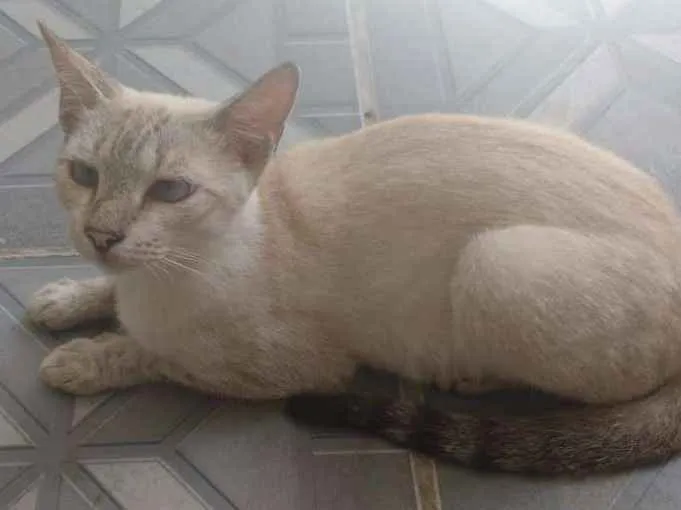 Gato ra a Siamês   idade 1 ano nome Estrela