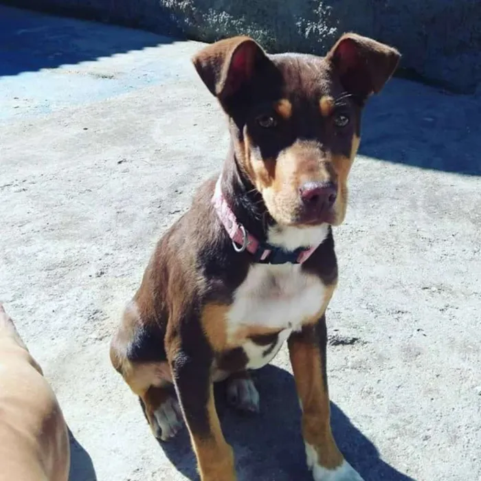 Cachorro ra a Sem raça definida idade 2 a 6 meses nome Miga 