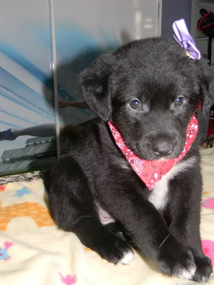 Cachorro ra a Srd  idade Abaixo de 2 meses nome Kira bb