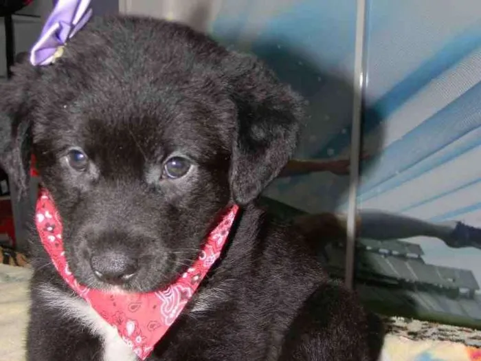 Cachorro ra a Srd  idade Abaixo de 2 meses nome Kira bb