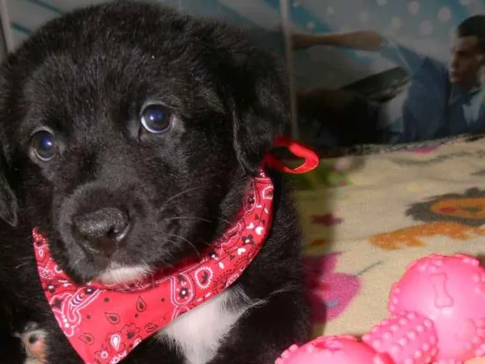 Cachorro ra a Srd  idade Abaixo de 2 meses nome Kira bb