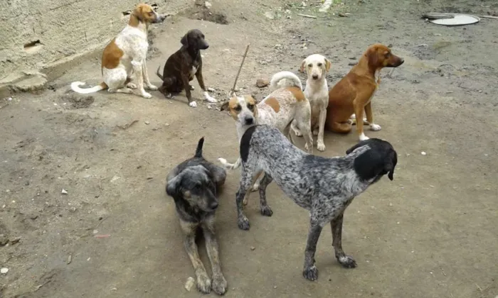 Cachorro raça vira latas idade 1 ano nome varios caes