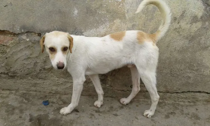 Cachorro raça vira latas idade 1 ano nome varios caes