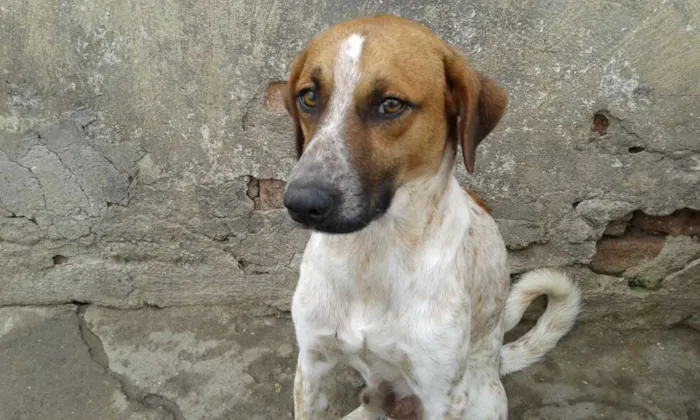 Cachorro raça vira latas idade 1 ano nome varios caes