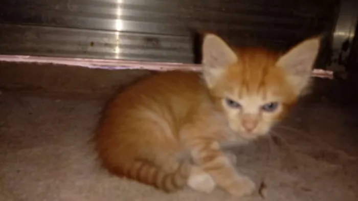 Gato raça Vira lata idade Abaixo de 2 meses nome Mel