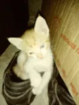 Mel