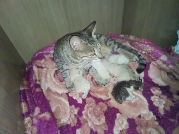 Gato ra a Rnd idade Abaixo de 2 meses nome Filhotes
