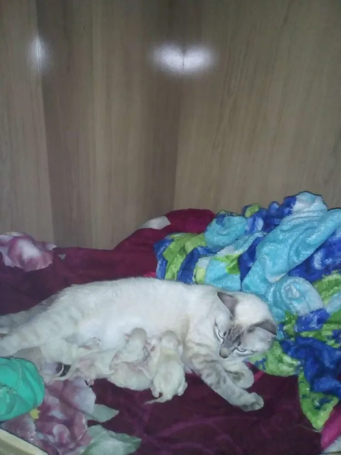 Gato ra a Rnd idade Abaixo de 2 meses nome Filhotes