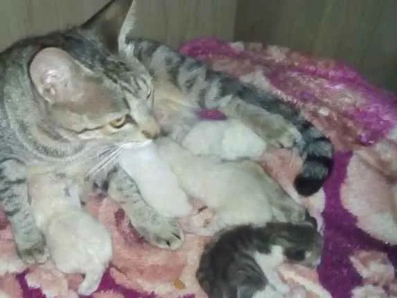Gato ra a Rnd idade Abaixo de 2 meses nome Filhotes