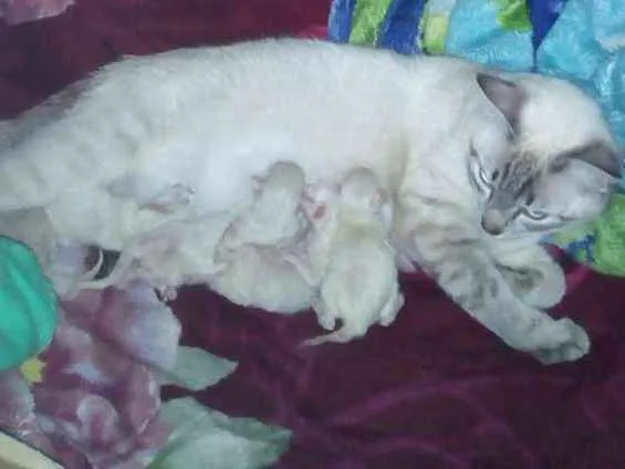 Gato ra a Rnd idade Abaixo de 2 meses nome Filhotes