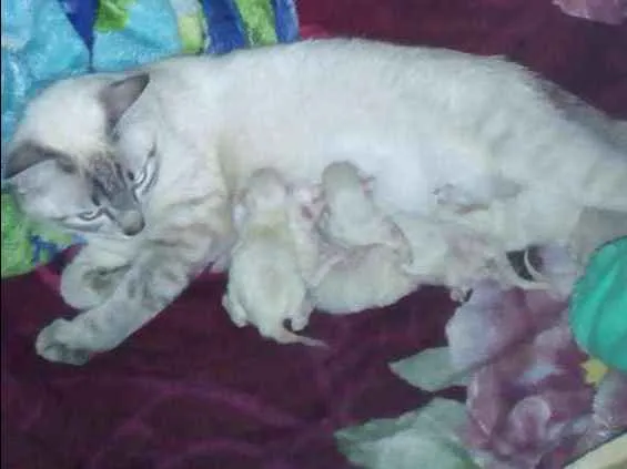 Gato ra a Rnd idade Abaixo de 2 meses nome Filhotes