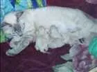Gato raça Rnd idade Abaixo de 2 meses nome Filhotes