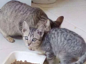 Gato raça SRD idade 2 a 6 meses nome gatinho
